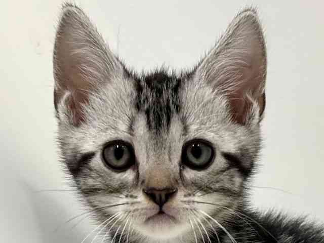 奈良県のアメリカンショートヘアー (ひごペットフレンドリーイオンモール橿原ウエスト・ビレッジ店/2025年8月29日生まれ/男の子/シルバータビー)の子猫の1枚目の画像