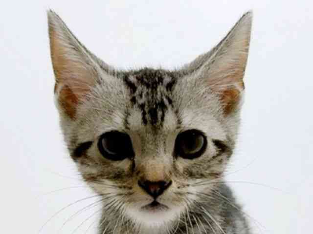 香川県のアメリカンショートヘアー (ひごペットフレンドリーゆめタウン高松店/2025年8月29日生まれ/男の子/シルバータビー)の子猫の1枚目の画像