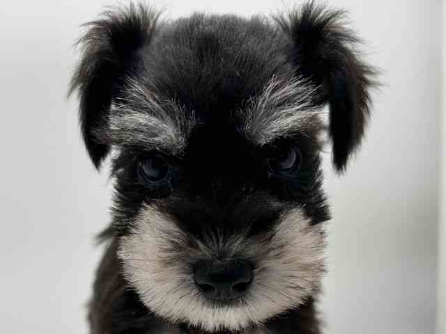 島根県のミニチュアシュナウザー (ひごペットフレンドリーイオンモール出雲店/2025年8月30日生まれ/女の子/ブラックシルバー)の子犬