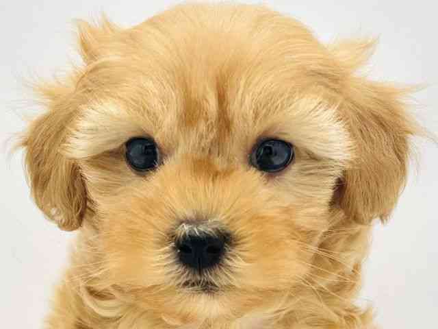 兵庫県のハーフ犬・ミックス犬 (ひごペットフレンドリークラウンパーク伊丹店/2025年8月31日生まれ/男の子/アプリコット)の子犬の1枚目の画像