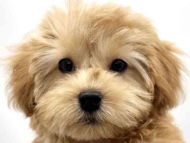 兵庫県のマルプー(マルチーズ×プードル) (ひごペットフレンドリークラウンパーク伊丹店/2025年8月31日生まれ/男の子/アプリコット)の子犬の1枚目の画像