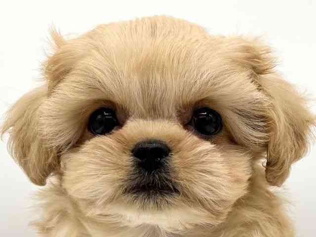 大阪府のハーフ犬・ミックス犬 (ひごペットフレンドリーららぽーとEXPOCITY店/2025年8月30日生まれ/男の子/クリーム)の子犬の1枚目の画像