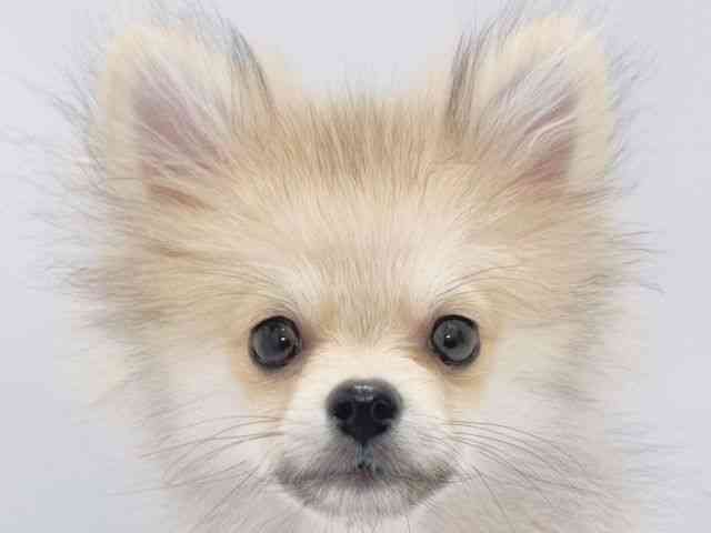 大阪府のポメラニアン (ひごペットフレンドリーイズミヤショッピングセンター千里丘店/2025年8月29日生まれ/男の子/ウルフセーブル)の子犬の1枚目の画像