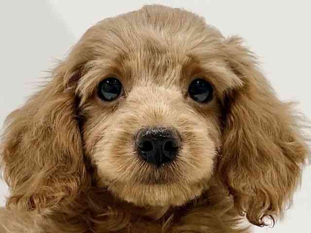 奈良県のハーフ犬・ミックス犬 (ひごペットフレンドリーイオンモール橿原ウエスト・ビレッジ店/2025年8月24日生まれ/女の子/レッド)の子犬の1枚目の画像