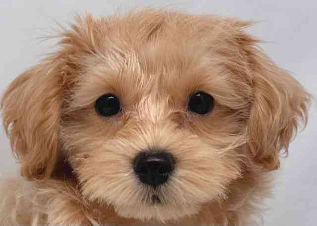 鳥取県のマルプー(マルチーズ×プードル) (ひごペットフレンドリーイオンモール鳥取北店/2025年8月24日生まれ/女の子/フォーン)の子犬の1枚目の画像