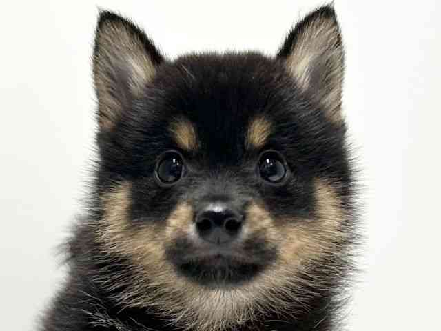 愛知県のハーフ犬・ミックス犬 (ひごペットフレンドリーららぽーと名古屋みなとアクルス店/2025年8月30日生まれ/男の子/黒)の子犬の1枚目の画像