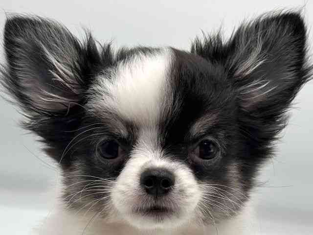 香川県のチワワ(ロング) (ひごペットフレンドリーゆめタウン高松店/2025年8月29日生まれ/男の子/ホワイトブラックタン)の子犬の1枚目の画像