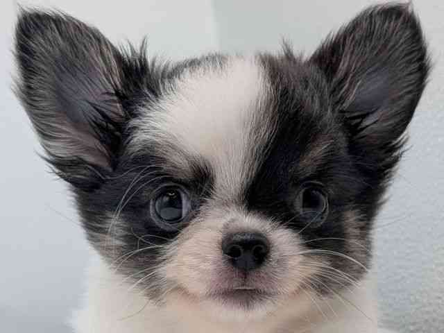 香川県のチワワ(ロング) (ひごペットフレンドリーゆめタウン高松店/2025年8月29日生まれ/男の子/ホワイトブラックタン)の子犬の1枚目の画像