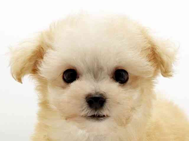 兵庫県のマルプー(マルチーズ×プードル) (ひごペットフレンドリーコロワ甲子園店/2025年8月30日生まれ/女の子/クリームホワイト)の子犬の1枚目の画像