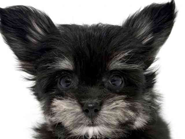 大阪府のチワマル/マルチワ(チワワ×マルチーズ) (ひごペットフレンドリーくずはモール店/2025年8月27日生まれ/男の子/ブラックタンホワイト)の子犬の1枚目の画像