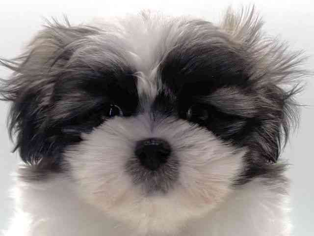 愛知県のペキマル/マルペキ(ペキニーズ×マルチーズ) (ひごペットフレンドリープライムツリー赤池店/2025年8月31日生まれ/女の子/パーティーカラー)の子犬の1枚目の画像