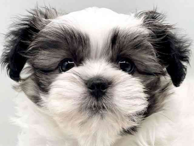 奈良県のペキマル/マルペキ(ペキニーズ×マルチーズ) (ひごペットフレンドリートナリエ大和高田店/2025年8月31日生まれ/女の子/パーティーカラー)の子犬の1枚目の画像