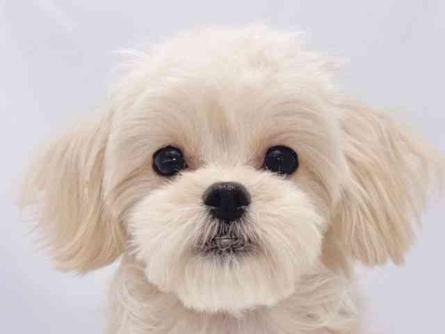 大阪府のハーフ犬・ミックス犬 (ひごペットフレンドリーイズミヤショッピングセンター千里丘店/2025年8月30日生まれ/女の子/クリーム)の子犬の1枚目の画像