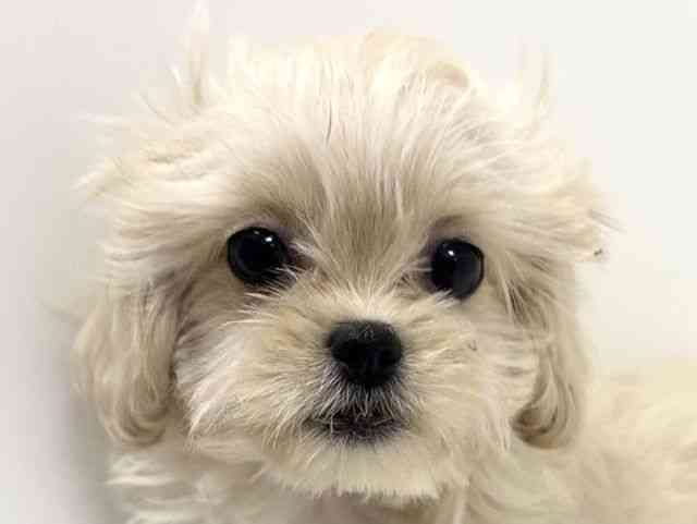 愛知県のハーフ犬・ミックス犬 (ひごペットフレンドリーイトーヨーカドー知多店/2025年8月30日生まれ/女の子/クリーム)の子犬の1枚目の画像