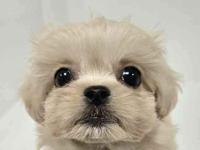 愛知県のハーフ犬・ミックス犬 (ひごペットフレンドリーイトーヨーカドー知多店/2025年8月30日生まれ/女の子/クリーム)の子犬の1枚目の画像