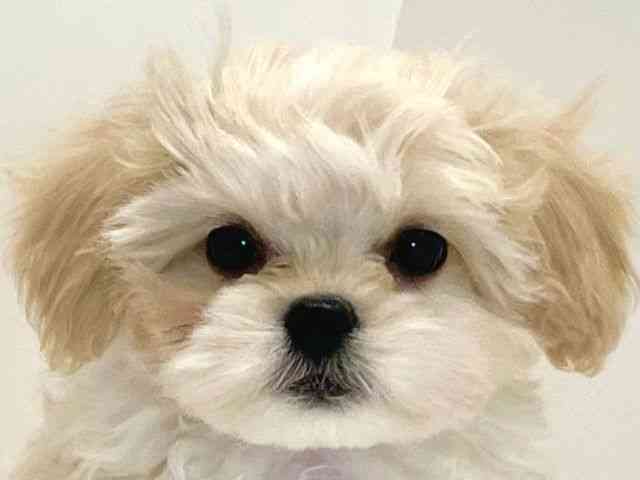 兵庫県のハーフ犬・ミックス犬 (ひごペットフレンドリーイトーヨーカドー明石店/2025年8月30日生まれ/男の子/クリーム)の子犬の1枚目の画像