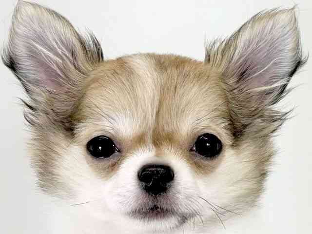 京都府のチワワ(ロング) (ひごペットフレンドリーイズミヤショッピングセンター八幡店/2025年8月29日生まれ/男の子/フォーンホワイト)の子犬の1枚目の画像