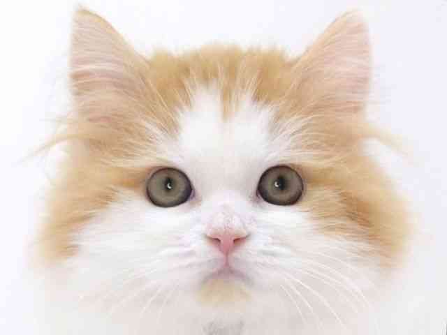 大阪府のスコティッシュフォールド (ひごペットフレンドリーいこらもーる泉佐野店/2025年8月30日生まれ/男の子/レッドタビーホワイト)の子猫の1枚目の画像