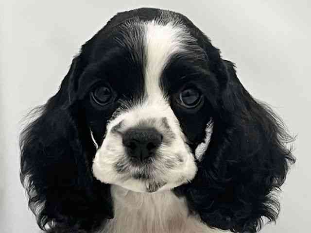 和歌山県のアメリカンコッカースパニエル (ひごペットフレンドリーパームシティ和歌山店/2025年8月30日生まれ/女の子/ブラックホワイト)の子犬の1枚目の画像