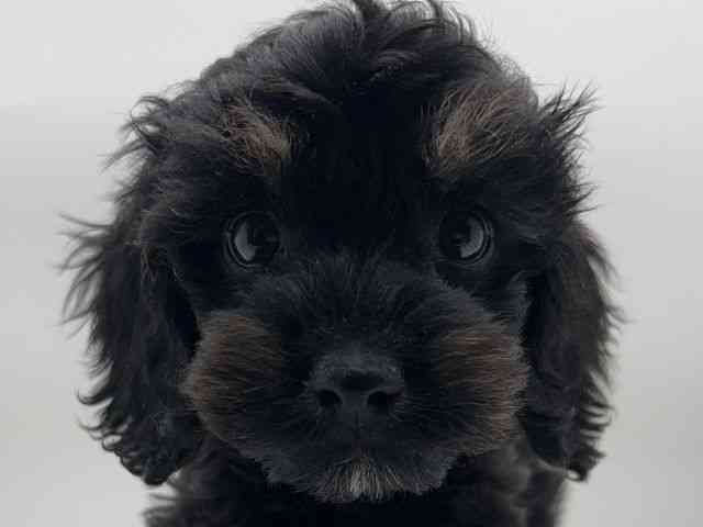 島根県のハーフ犬・ミックス犬 (ひごペットフレンドリーイオンモール出雲店/2025年8月30日生まれ/男の子/ブラックタン)の子犬