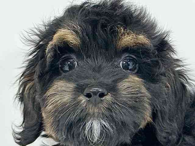 京都府のコッカプー(アメリカンコッカースパニエル×プードル) (ひごペットフレンドリーイズミヤショッピングセンター八幡店/2025年8月30日生まれ/男の子/ブラックタン)の子犬