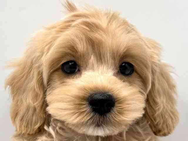 奈良県のコッカプー(アメリカンコッカースパニエル×プードル) (ひごペットフレンドリー田原本店/2025年8月30日生まれ/男の子/クリーム)の子犬の1枚目の画像