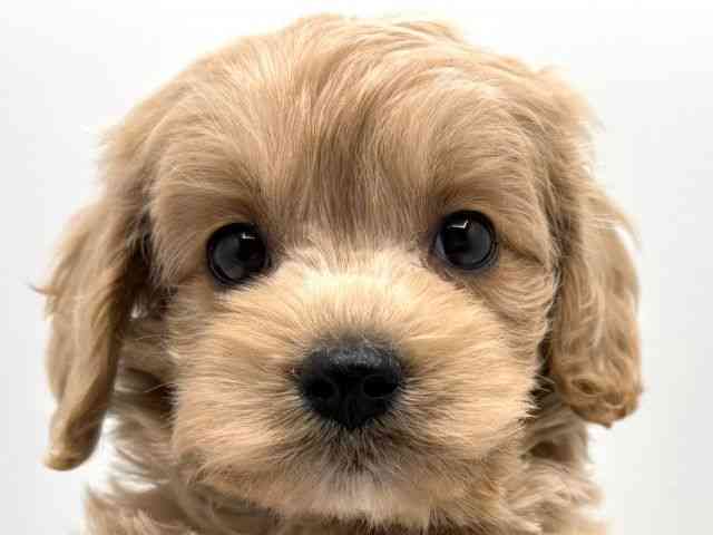 奈良県のハーフ犬・ミックス犬 (ひごペットフレンドリー田原本店/2025年8月30日生まれ/男の子/クリーム)の子犬の1枚目の画像