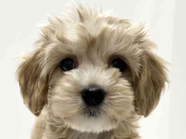 愛知県のハーフ犬・ミックス犬 (ひごペットフレンドリーららぽーと名古屋みなとアクルス店/2025年8月30日生まれ/女の子/クリーム)の子犬の1枚目の画像