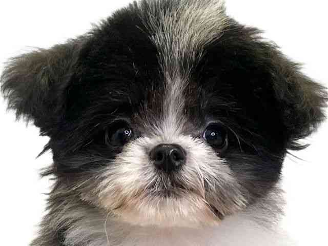 愛媛県のポメマル/マルポメ(ポメラニアン×マルチーズ) (ひごペットフレンドリーエミフルMASAKI店/2025年7月13日生まれ/女の子/ホワイトブラック)の子犬の1枚目の画像