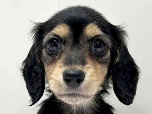 愛知県のミニチュアダックスフンド(ロング) (ひごペットフレンドリーららぽーと名古屋みなとアクルス店/2025年8月24日生まれ/女の子/ブラックタン)の子犬の1枚目の画像