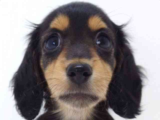 兵庫県のミニチュアダックスフンド(ロング) (ひごペットフレンドリークラウンパーク伊丹店/2025年8月24日生まれ/女の子/ブラックタン)の子犬の1枚目の画像