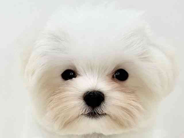 大阪府のマルチーズ (ひごペットフレンドリーいこらもーる泉佐野店/2025年8月31日生まれ/男の子/ホワイト)の子犬の1枚目の画像