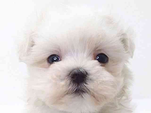 大阪府のマルチーズ (ひごペットフレンドリーいこらもーる泉佐野店/2025年8月31日生まれ/男の子/ホワイト)の子犬の1枚目の画像