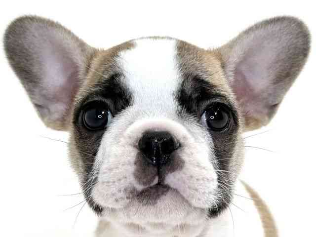 兵庫県のフレンチブルドッグ (ひごペットフレンドリーイトーヨーカドー明石店/2025年8月26日生まれ/女の子/パイド)の子犬の1枚目の画像