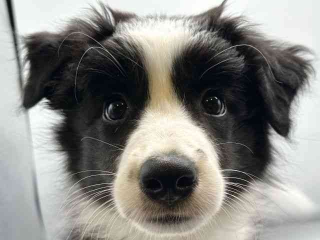 香川県のボーダーコリー (ひごペットフレンドリーゆめタウン高松店/2025年8月25日生まれ/女の子/ブラックホワイト)の子犬の1枚目の画像