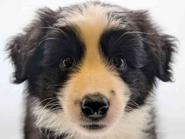 香川県のボーダーコリー (ひごペットフレンドリーゆめタウン高松店/2025年8月25日生まれ/女の子/ブラックホワイト)の子犬の1枚目の画像