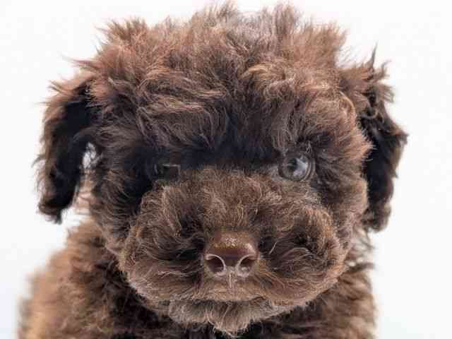 香川県のトイプードル(トイ) (ひごペットフレンドリーゆめタウン高松店/2025年8月31日生まれ/男の子/ブラウン)の子犬の1枚目の画像