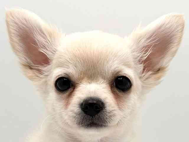 奈良県のチワワ(ロング) (ひごペットフレンドリー田原本店/2025年9月1日生まれ/女の子/クリーム)の子犬