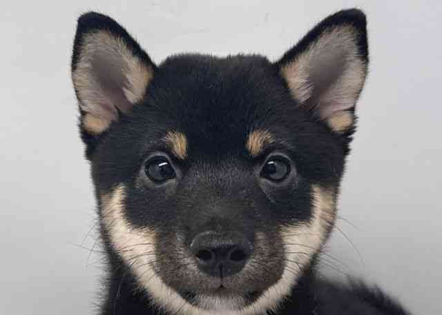 鳥取県の柴犬(標準サイズ) (ひごペットフレンドリーイオンモール鳥取北店/2025年9月1日生まれ/男の子/黒)の子犬の1枚目の画像