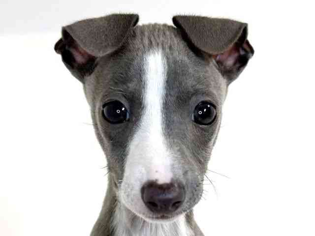 兵庫県のイタリアングレーハウンド (ひごペットフレンドリーイトーヨーカドー明石店/2025年8月30日生まれ/男の子/ブルーホワイト)の子犬の1枚目の画像