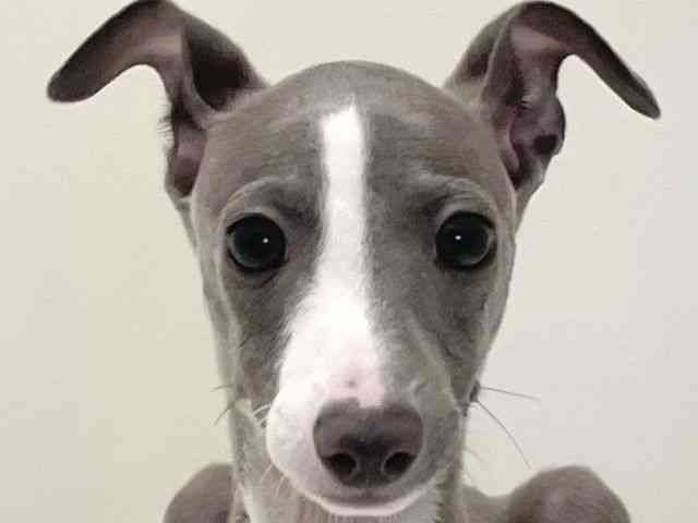 兵庫県のイタリアングレーハウンド (ひごペットフレンドリーイトーヨーカドー明石店/2025年8月30日生まれ/男の子/ブルーホワイト)の子犬の1枚目の画像