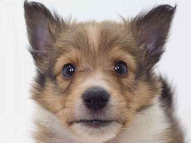 大阪府のシェットランドシープドッグ (ひごペットフレンドリーいこらもーる泉佐野店/2025年9月1日生まれ/男の子/セーブルホワイト)の子犬の1枚目の画像