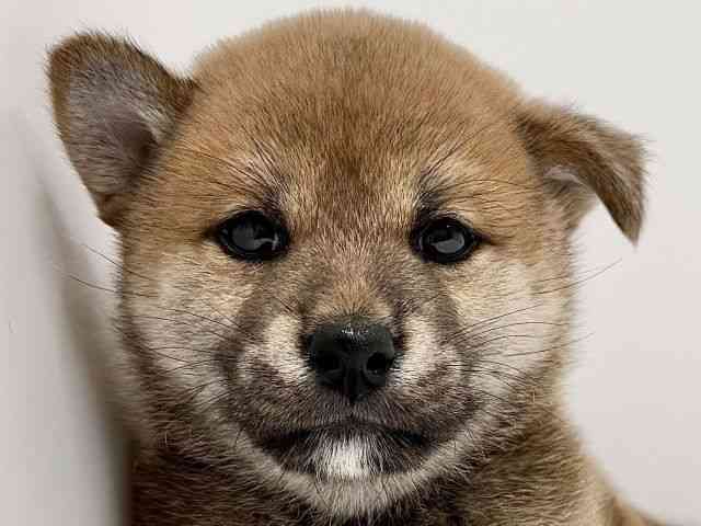 奈良県の柴犬(標準サイズ) (ひごペットフレンドリーイオンモール橿原ウエスト・ビレッジ店/2025年9月1日生まれ/男の子/赤)の子犬の1枚目の画像