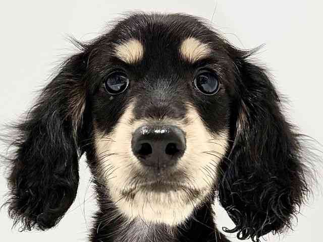 奈良県のミニチュアダックスフンド(ロング) (ひごペットフレンドリーイオンモール橿原ウエスト・ビレッジ店/2025年8月27日生まれ/男の子/ブラックタン)の子犬の1枚目の画像