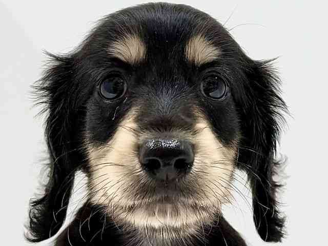 奈良県のミニチュアダックスフンド(ロング) (ひごペットフレンドリーイオンモール橿原ウエスト・ビレッジ店/2025年8月27日生まれ/男の子/ブラックタン)の子犬の1枚目の画像