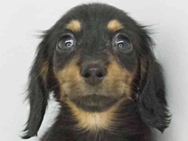 福岡県のカニンヘンダックスフンド(ロング) (ひごペットフレンドリーゆめタウン筑紫野店/2025年8月28日生まれ/女の子/ブラックタン)の子犬の1枚目の画像