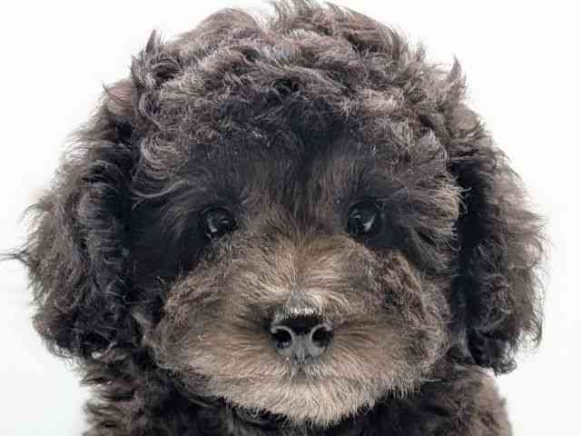 香川県のトイプードル(トイ) (ひごペットフレンドリーゆめタウン高松店/2025年8月28日生まれ/女の子/シルバー)の子犬の1枚目の画像