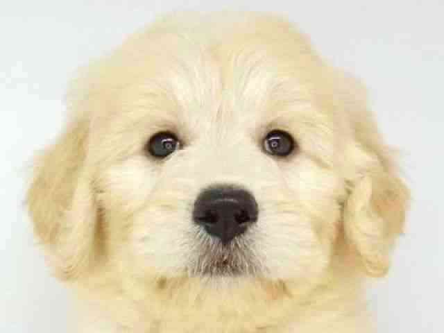 福岡県のゴールデンドゥードゥル(ゴールデン×プードル) (ひごペットフレンドリーゆめタウン筑紫野店/2025年8月31日生まれ/女の子/クリーム)の子犬