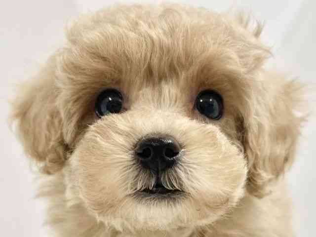 高知県のトイプードル(トイ) (ひごペットフレンドリーイオンモール高知店/2025年8月30日生まれ/女の子/アプリコット)の子犬の1枚目の画像