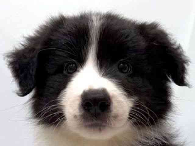 愛知県のボーダーコリー (ひごペットフレンドリーヴィアモール アピタ江南西店/2025年8月24日生まれ/女の子/ブラックホワイト)の子犬の1枚目の画像